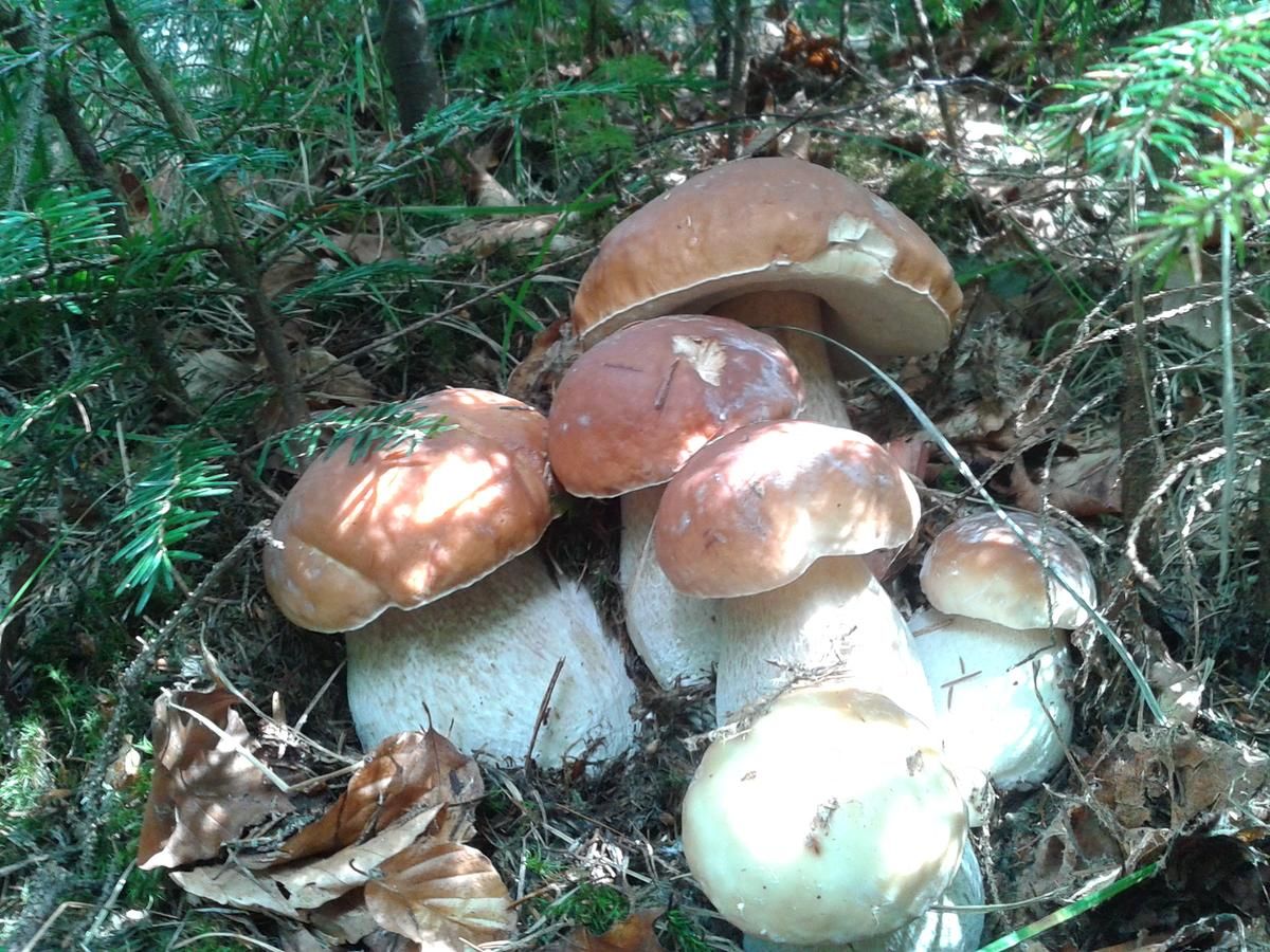 Дома для отпуска Садиба 