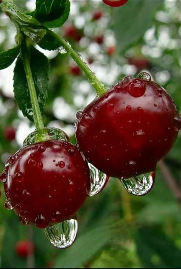 Дома для отпуска Садиба 