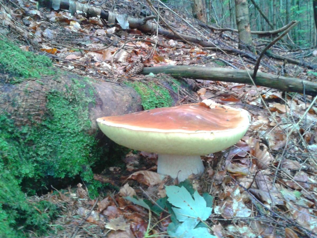 Дома для отпуска Садиба 