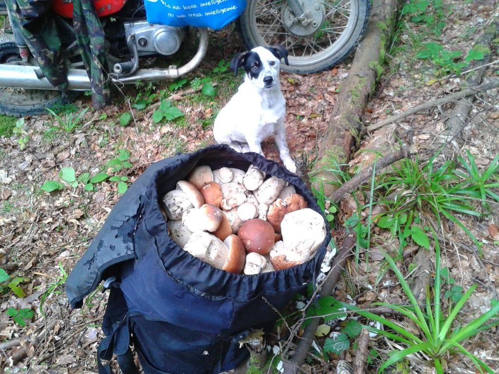 Дома для отпуска Садиба 