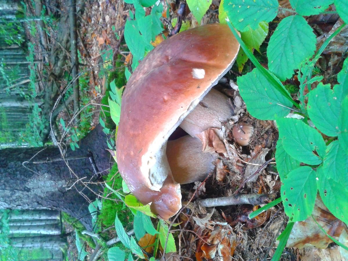 Дома для отпуска Садиба 