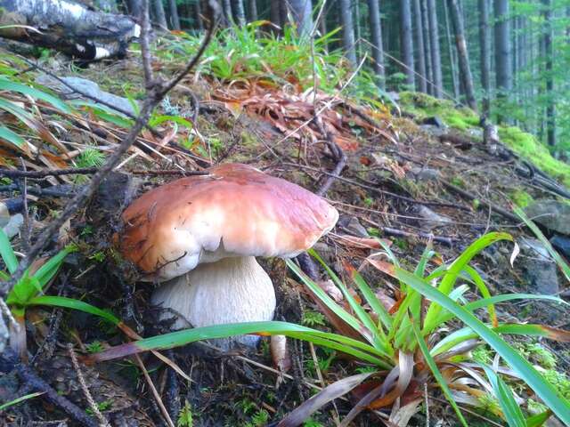 Дома для отпуска Садиба 